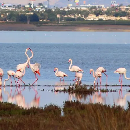 Casa Piszi Appartement Torrevieja